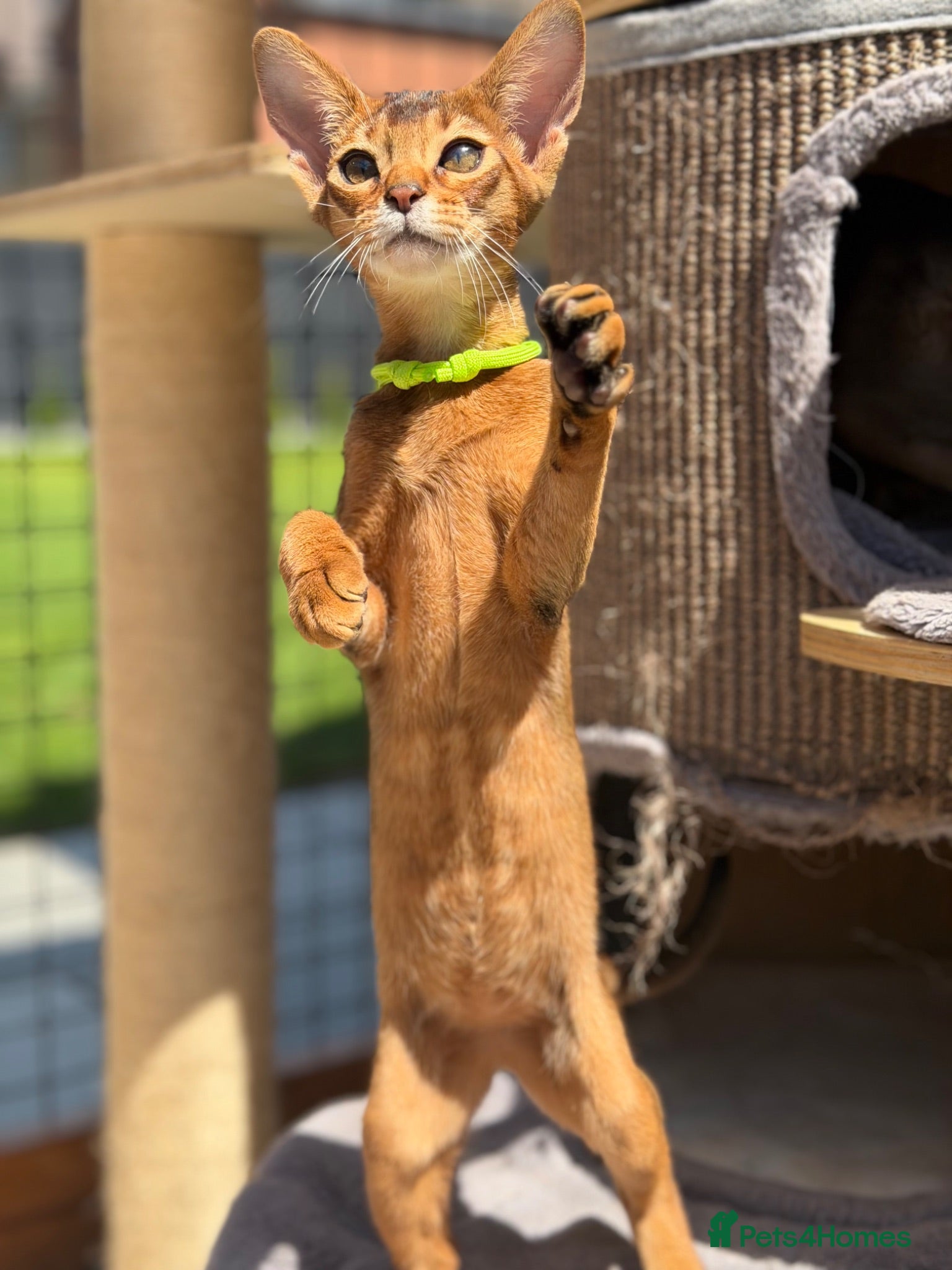 Abyssinian cats Pure breed Abyssinian kitten GCCF registered  - Advert 2