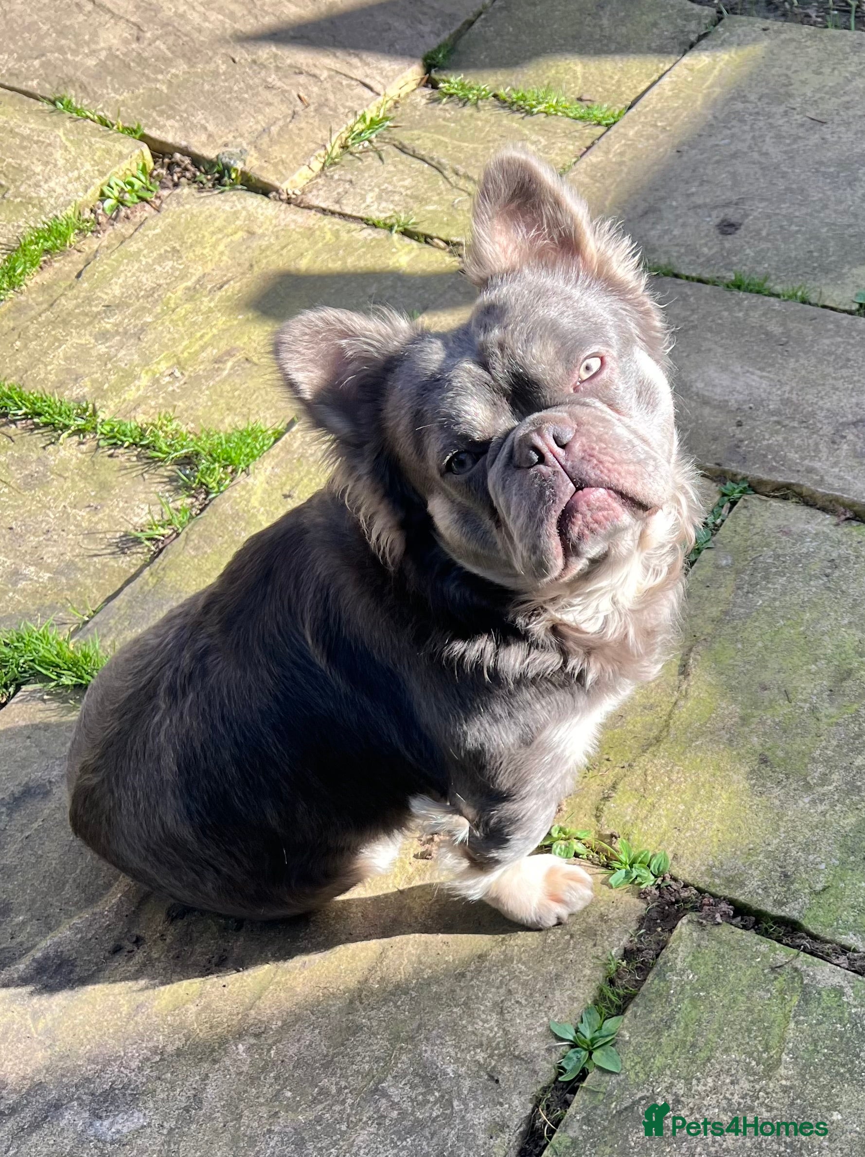 French Bulldog dogs French bulldogs fluffy carring Isabella  - Advert 1