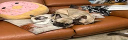 French Bulldog dogs for sale: 2 French bulldogs looking for a new home in Perth - Advert 16