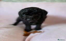 Labradoodle dogs for sale: Last three F1BB mini/toy labradoodle puppies  - Image 8