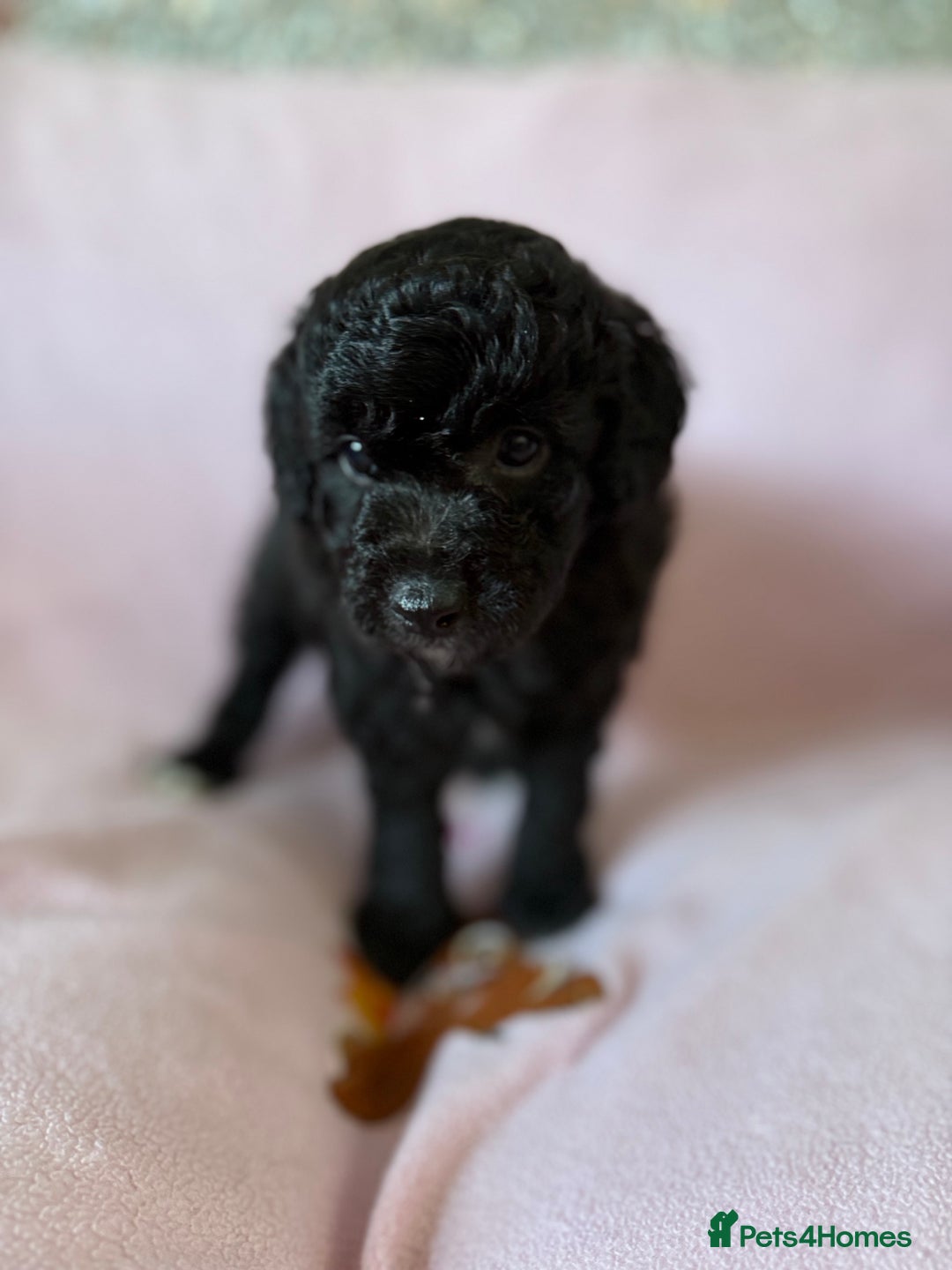 Labradoodle dogs for sale: Last three F1BB mini/toy labradoodle puppies  - Image 8