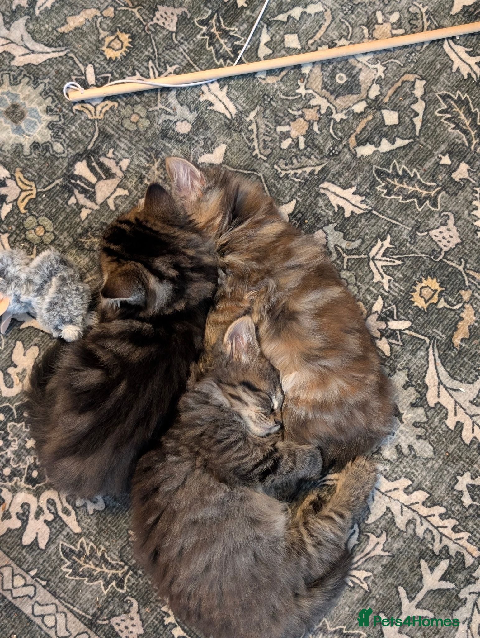 Mixed Breed cats ✨Fluffy Kittens Looking for Their Forever Homes✨ - Advert 6