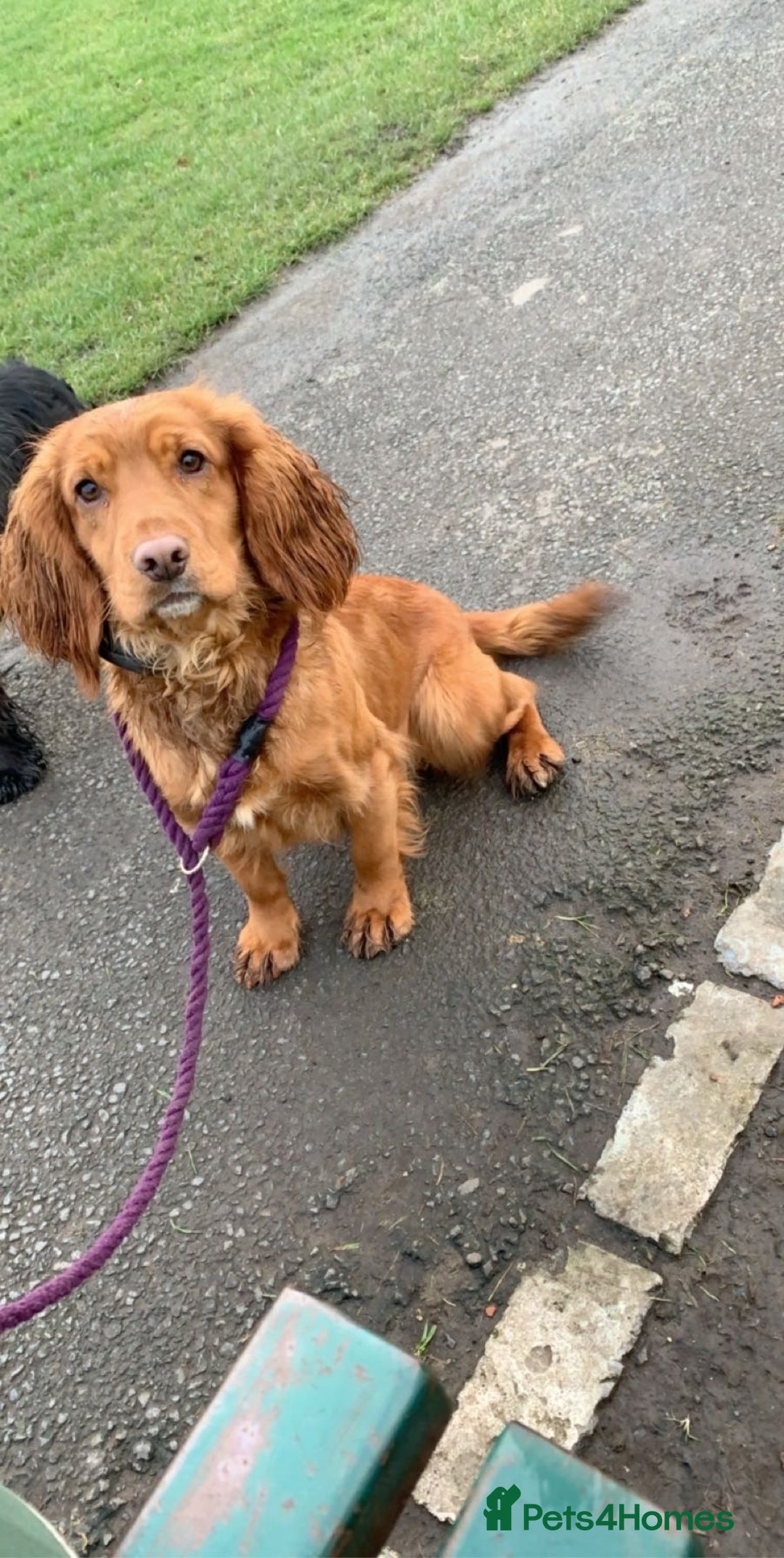 Cocker Spaniel dogs for sale: Beautiful cocker spaniel boys - Advert 8