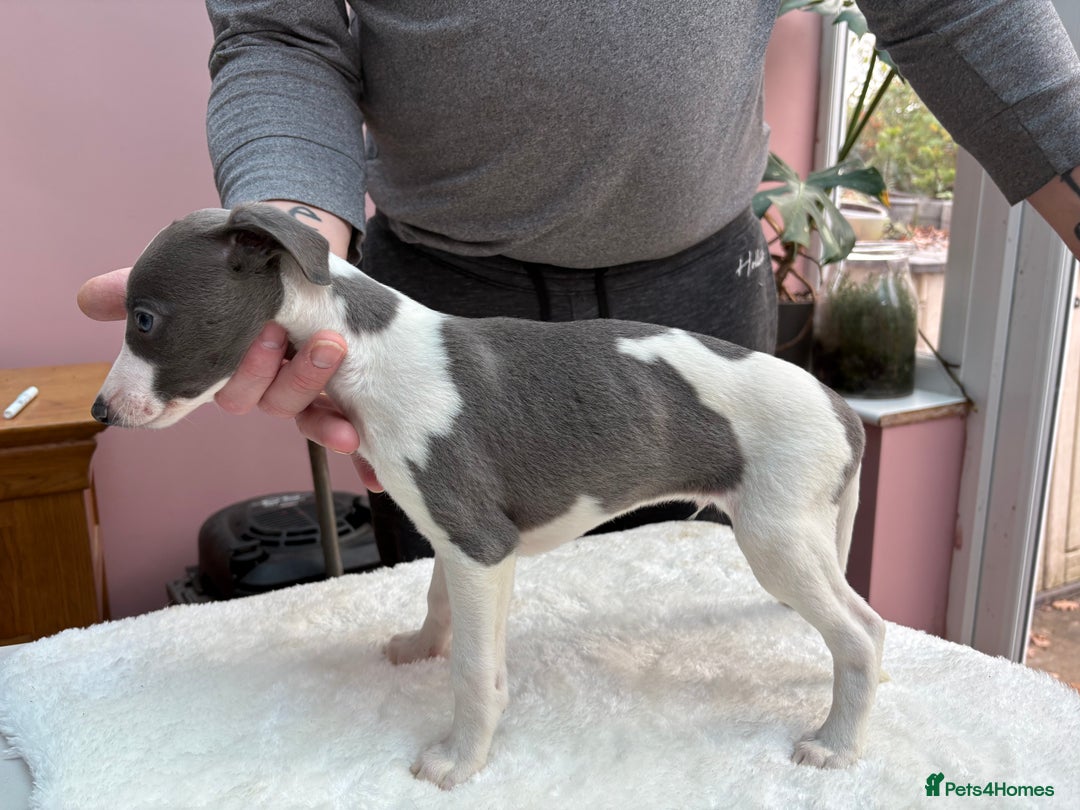 Whippet dogs for sale: 1 Gorgeous KC Reg Whippet Puppy  - Advert 5