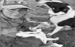 Mixed Breed dogs for sale: BORDER COLLIE  - Image 2