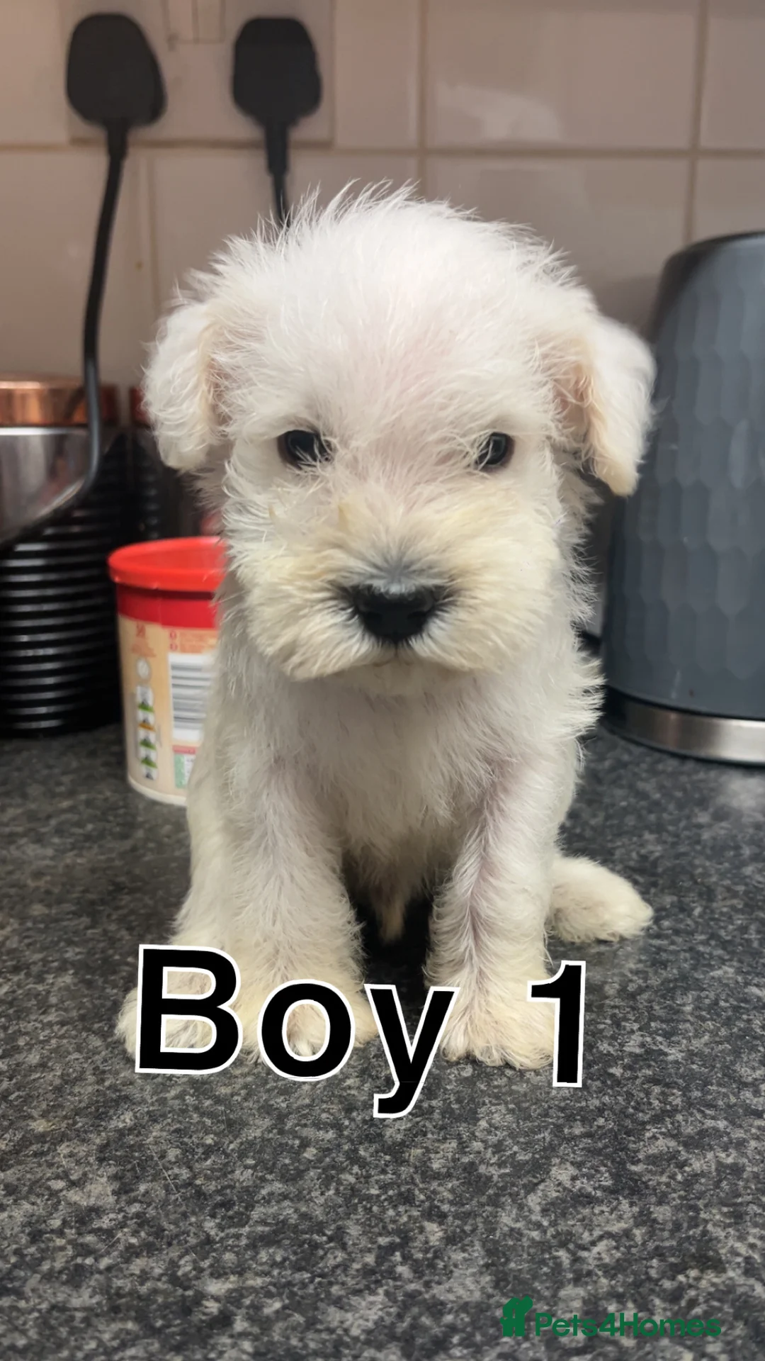 Miniature Schnauzer dogs for sale: Miniature Schnauzer Puppies - Advert 3