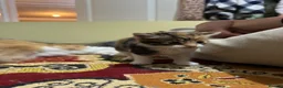 Mixed Breed cats for sale: Kittens  - Advert 6