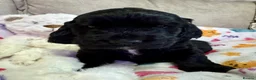 Cocker Spaniel dogs for sale: Adorable show cocker spaniel puppies - Advert 5