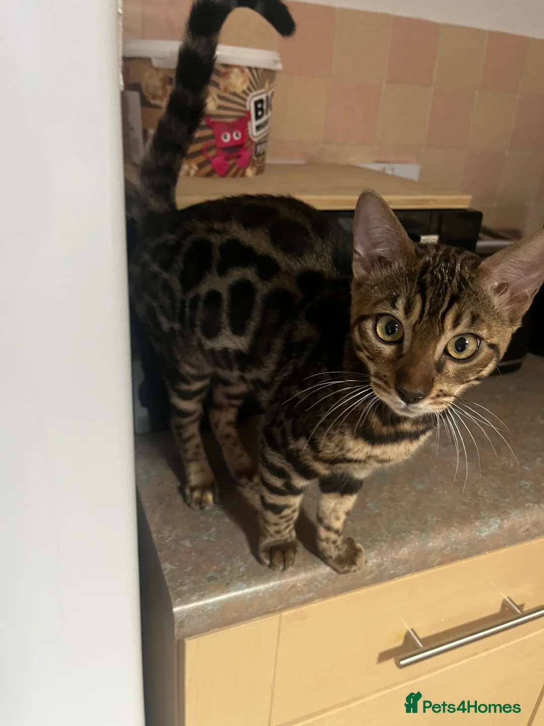 Bengal cats for sale: Bengal cat - Advert 3