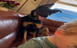 Mixed Breed dogs for sale: Dutch/german Shepard  - Image 5