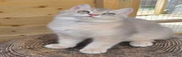 British Shorthair cats for sale: 💎 Blue Golden Sweetie 🍬🧸Ready to leave now 🥰🏡 - Advert 11