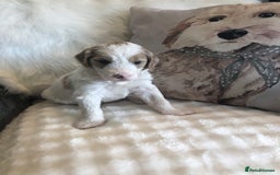 Goldendoodle dogs for sale: Goldendoodle Double Doodle pups for sale - Image 10