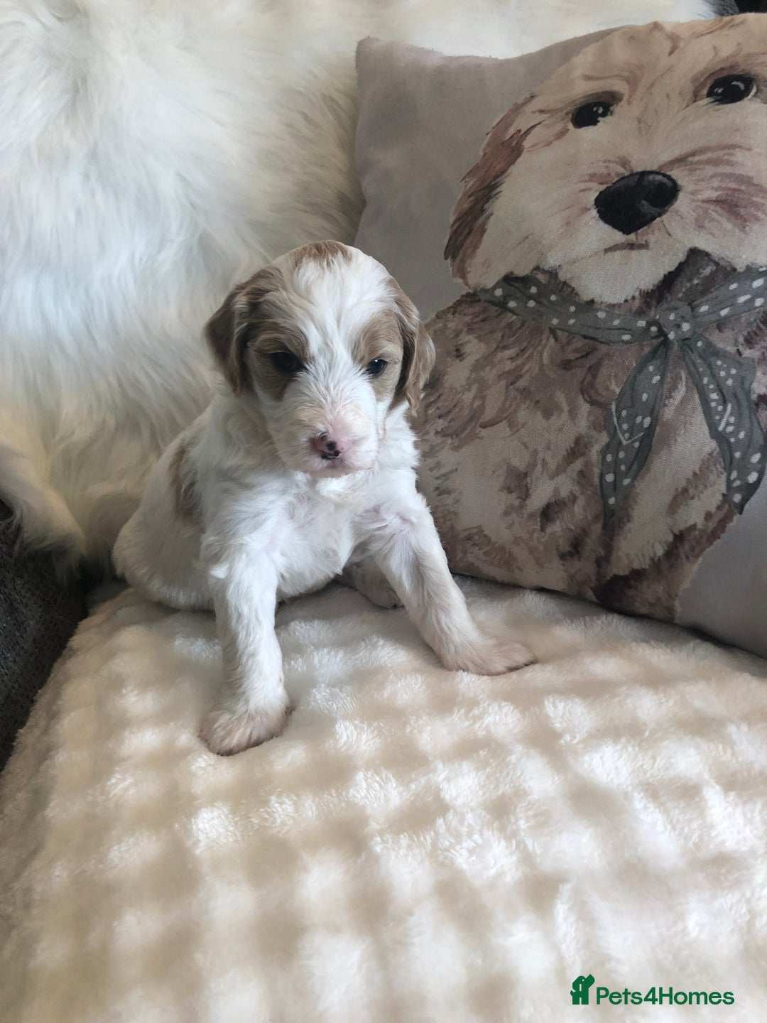 Goldendoodle dogs for sale: Goldendoodle Double Doodle pups for sale - Image 10