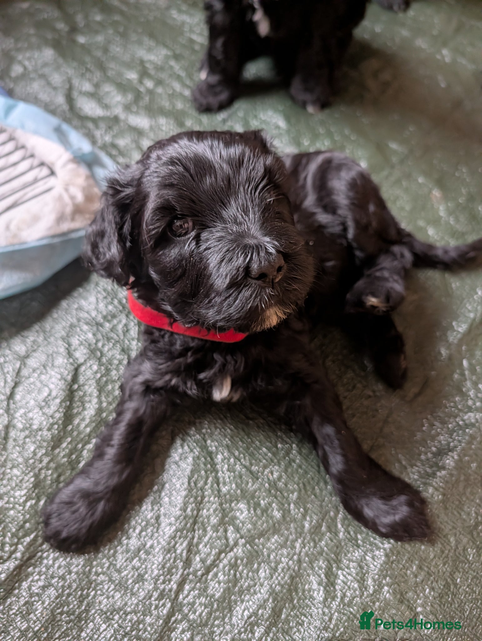 Portuguese Water Dog dogs Portuguese Water Dogs available  - Advert 2