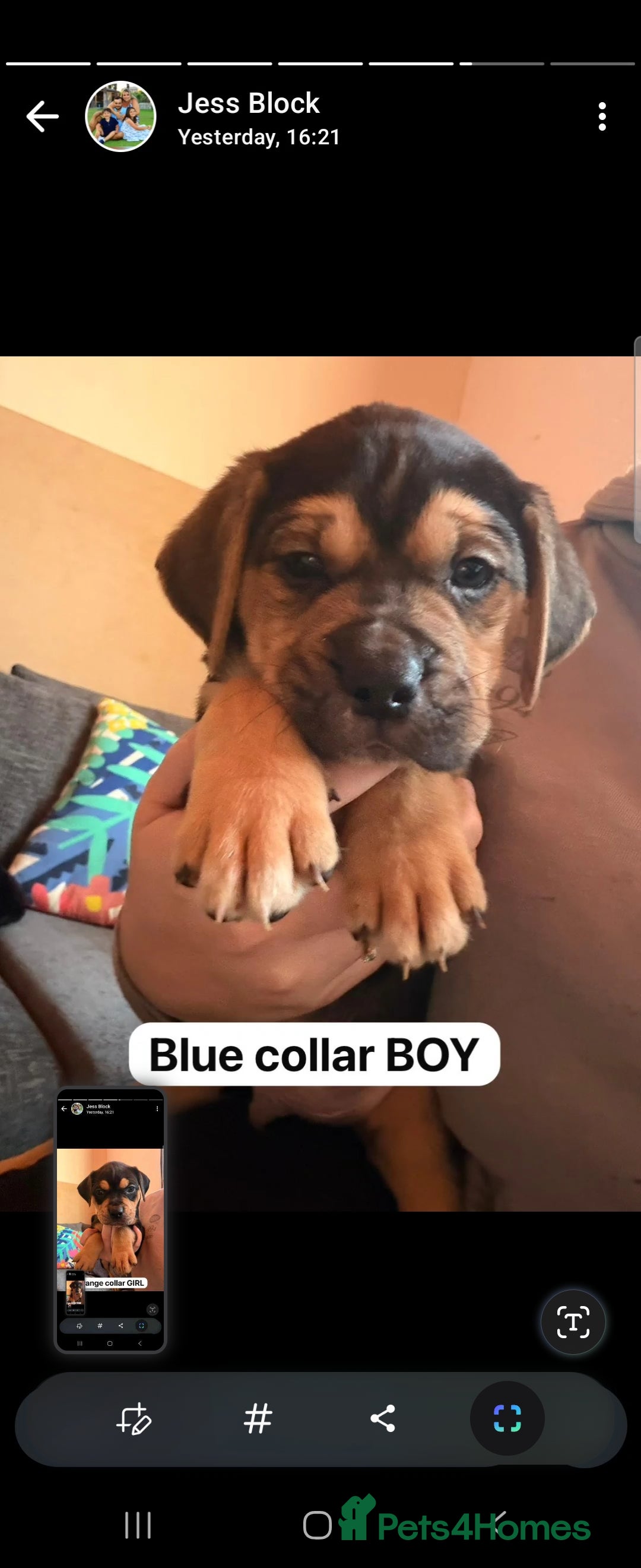 Mixed Breed dogs for sale: Puppies for sale - Advert 24