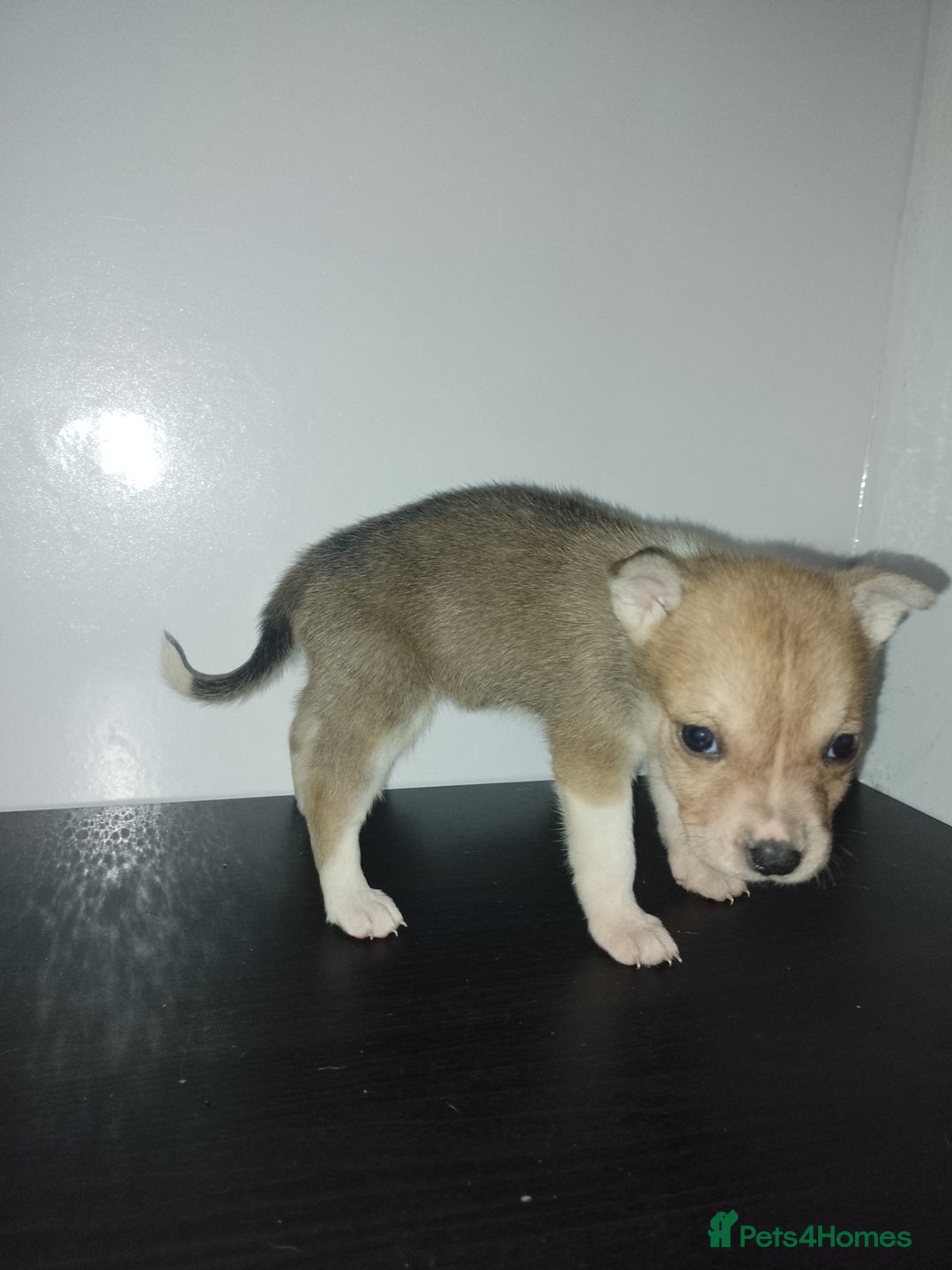 Mixed Breed dogs for sale: Staffy x Akita Puppies - Advert 3