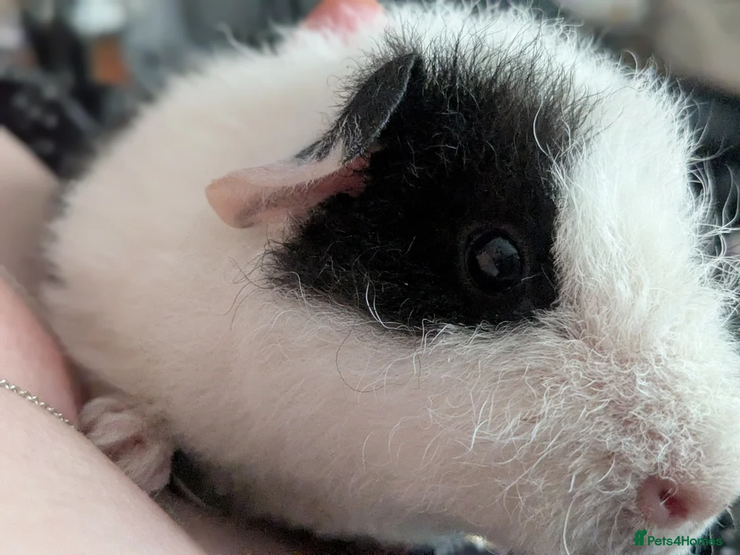 Guinea Pig rodents for sale: Two male baby teddy guinea pigs  - Advert 9