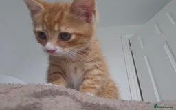 Mixed Breed cats for sale: 07759 033951 1 tabby girl  - Image 17