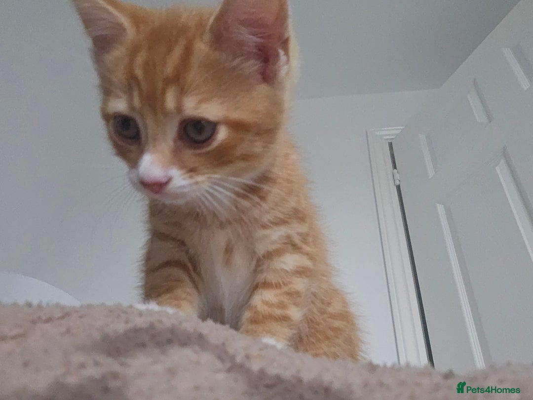 Mixed Breed cats for sale: 07759 033951 1 tabby girl  - Image 17