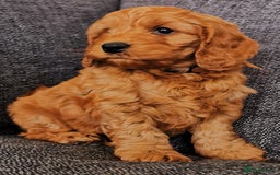 Cockapoo dogs for sale: Outstanding quality F1 Cockapoo pups  - Image 1
