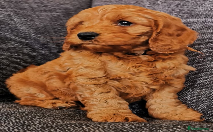 Cockapoo dogs - Advert 2