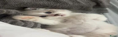 Siberian 1