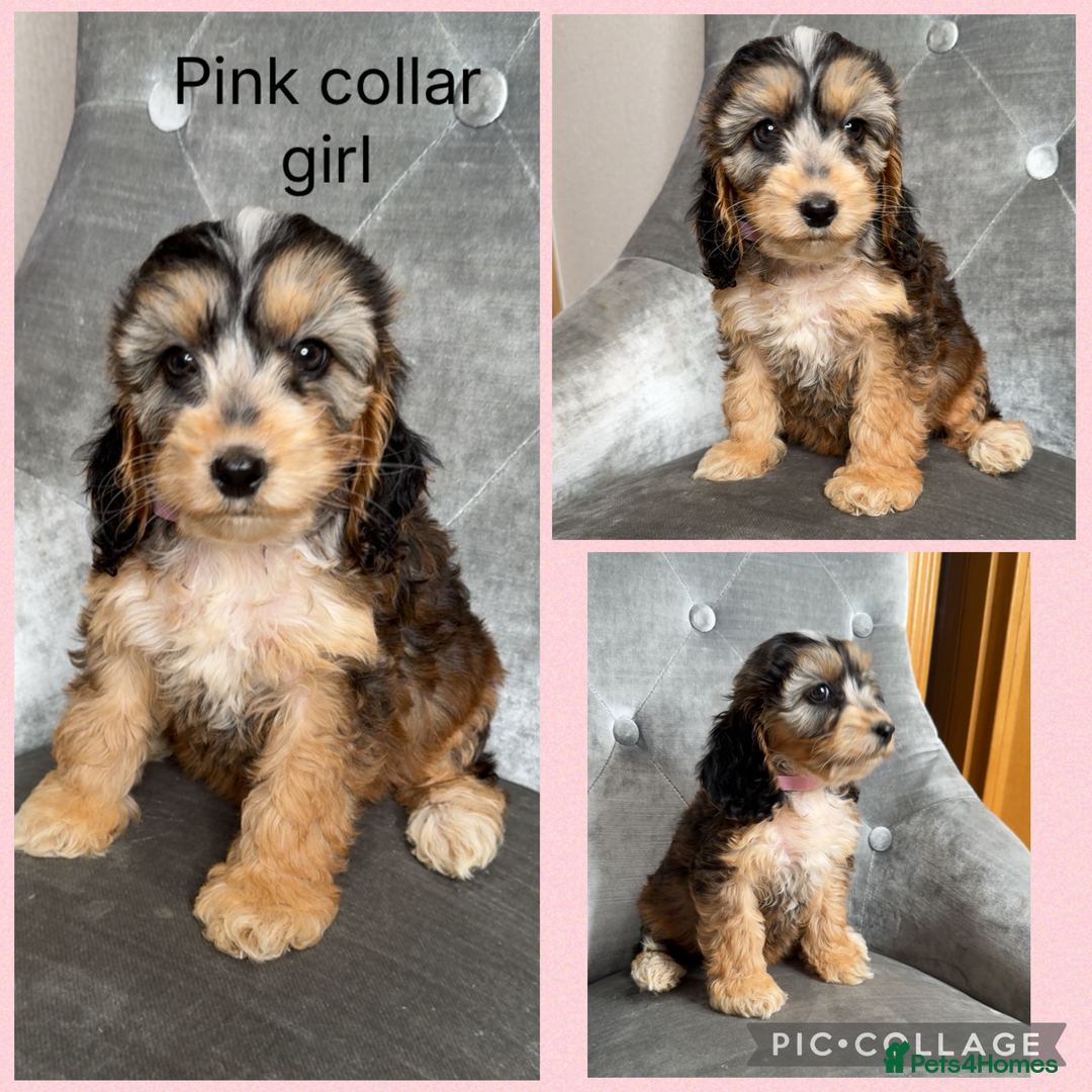 Cockapoo dogs for sale: Ready now F1 Cockapoos  - Image 4