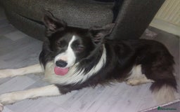 Mixed Breed dogs for sale: For sale sprollies  - Image 2