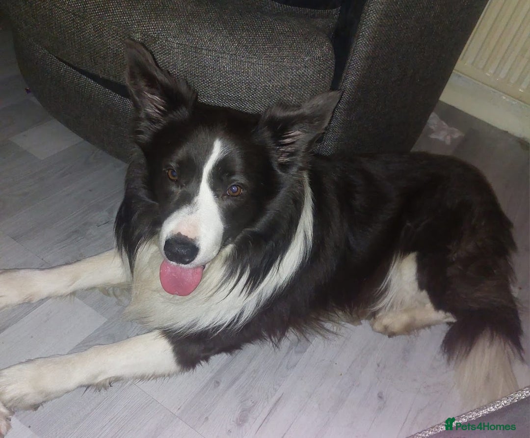 Mixed Breed dogs for sale: For sale sprollies  - Image 2