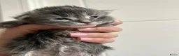 Maine Coon cats for sale: Beautiful Maine Coon Kittens, 2 Boys & 2 Girls - Advert 11