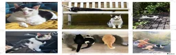 Domestic Shorthair cats for sale: Mouse - looking for her retirement home - Advert 5