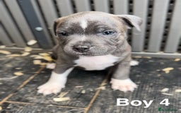 Staffordshire Bull Terrier dogs for sale: Stunning litter of Staffs - Image 7