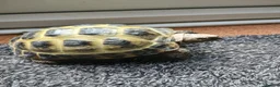 Tortoise reptiles for sale: Horsefield Tortoise - Advert 2