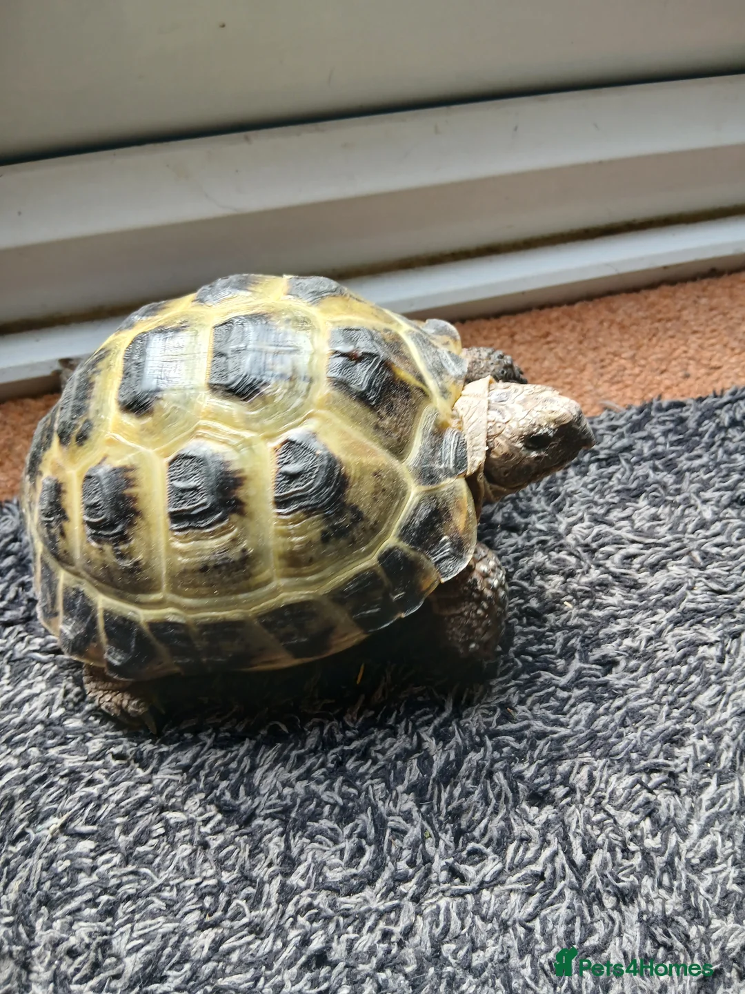 Tortoise reptiles for sale: Horsefield Tortoise - Advert 2