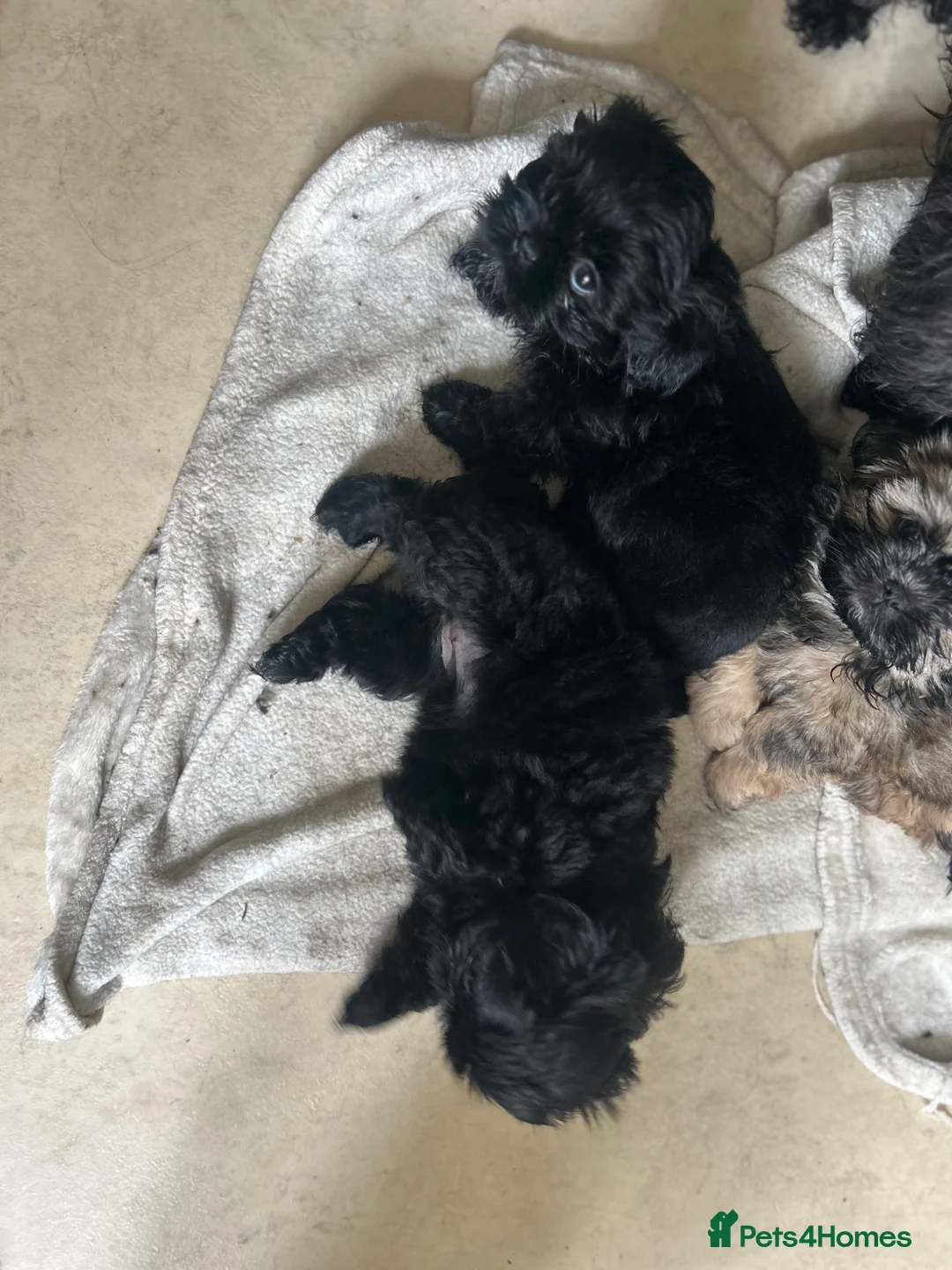Shih Tzu dogs for sale: Black girls - Advert 2