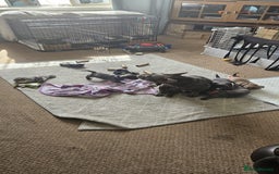 Mixed Breed dogs for sale: French Bulldog x Chichuhua - Image 11