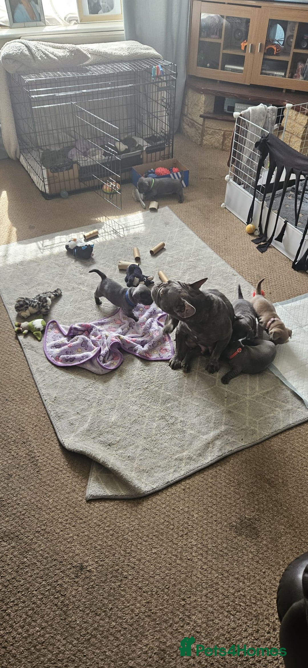 Mixed Breed dogs for sale: French Bulldog x Chichuhua - Image 11