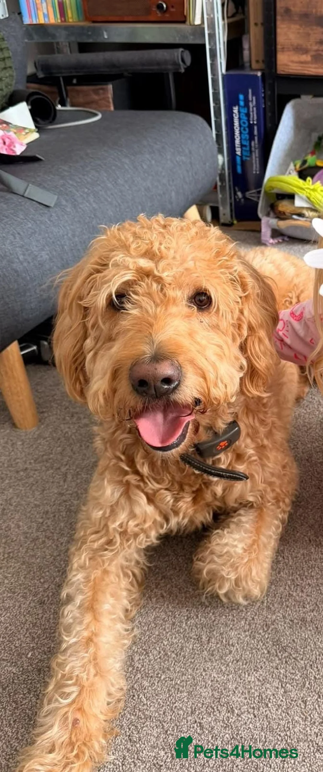 Labradoodle dogs for sale: Labradoodle Puppies For Sale - Advert 2