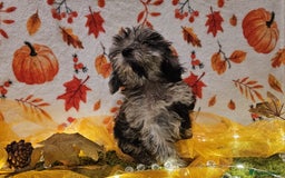 Cockapoo dogs for sale: Ready to go 10 October tiny toy cockapoos  - Image 3