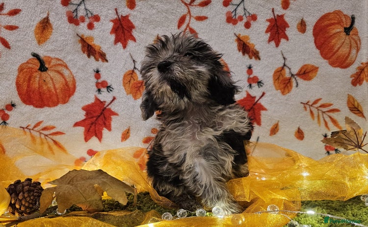 Cockapoo dogs - Advert 4