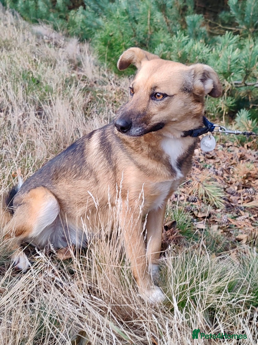 German Shepherd dogs for adoption: BARBIE – German Shepherd–Type (Female) - Advert 2