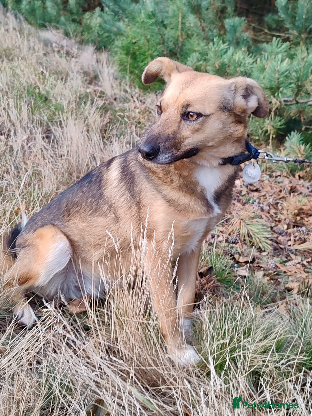 German Shepherd dogs for adoption: BARBIE – German Shepherd–Type (Female) - Advert 2