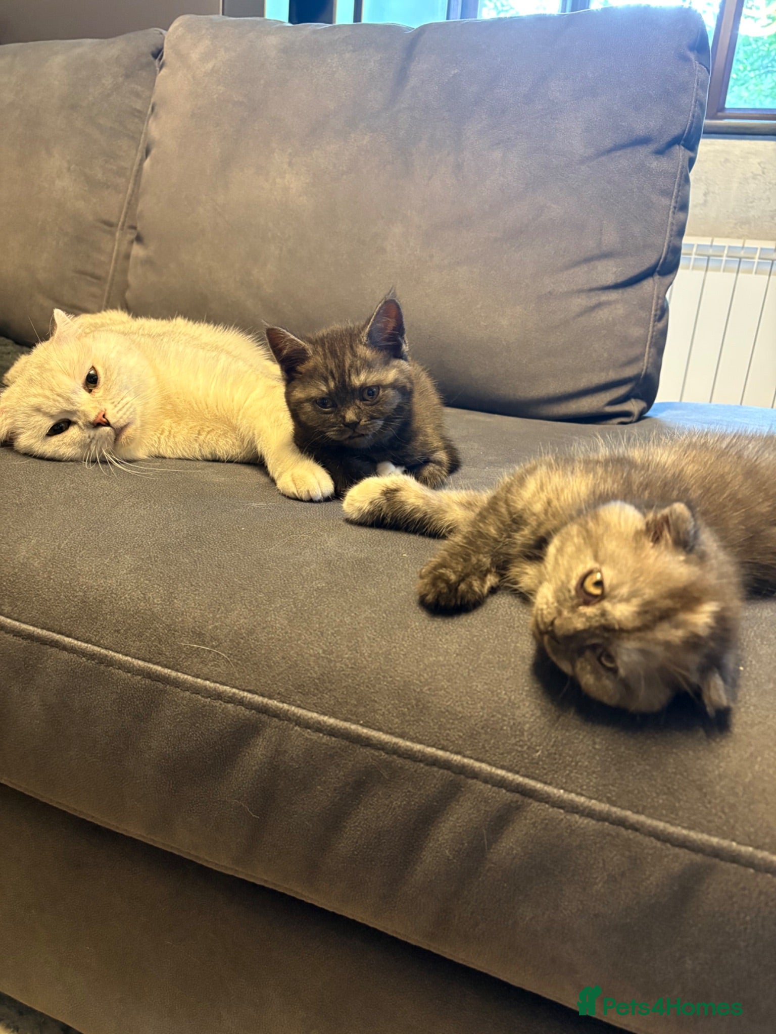 Scottish Fold cats 🐾Last 3 Scottish Fold/Straight kittens - Advert 17