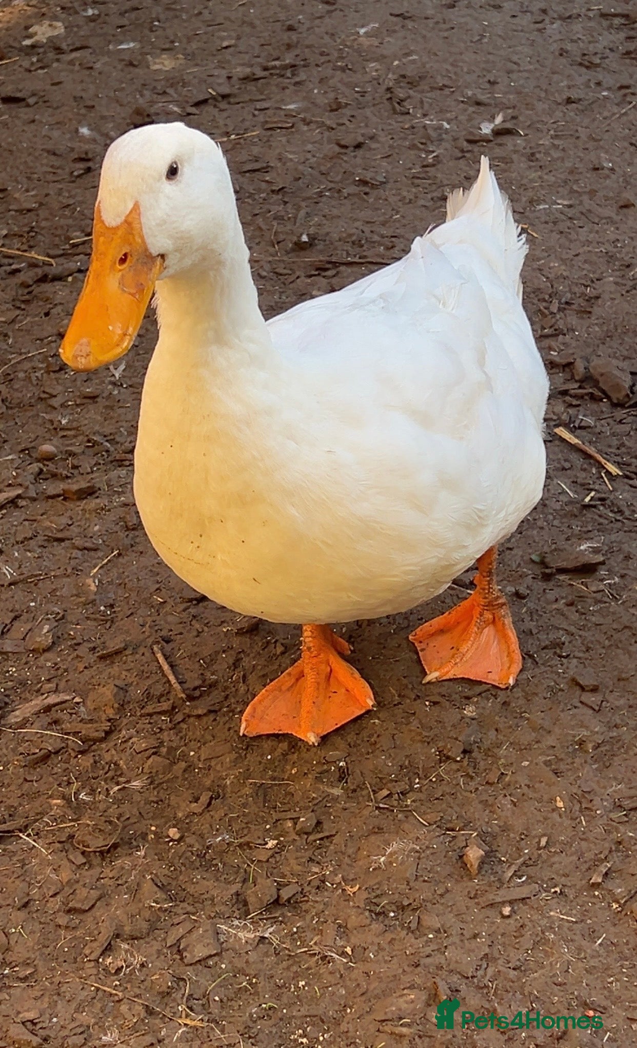 Ducks poultry 3 Pekin ducks for sale  - Advert 1