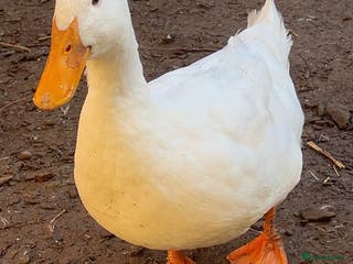 Ducks poultry 3 Pekin ducks for sale - Advert 1