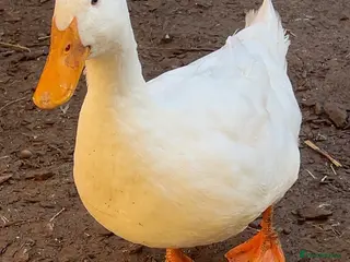 Ducks poultry 3 Pekin ducks for sale - Advert 10