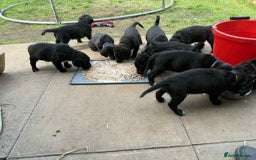 Mixed Breed dogs for sale: Springer Spaniels cross - Image 13
