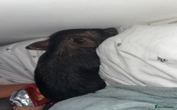 Pig livestock for sale: Mini pig - Image 2