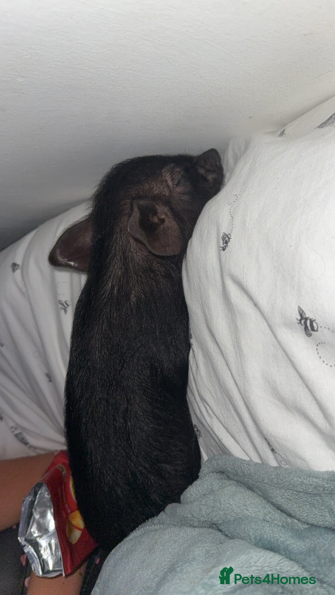 Pig livestock for sale: Mini pig - Image 2