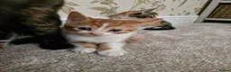 Mixed Breed cats for sale: Kittens Ready Now in Basildon - Advert 30